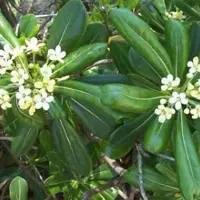 Arborix Pittosporum Tobira - Australische Laurier - 40-50 cm in pot: Groenblijvende struik met glanzende bladeren en geurende bloemen.