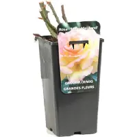 Arborix Rosa 'Madame Meilland' - Grootbloemige roos, Pot 3.5L, 40 cm: Geel-roze bloemen met een sterke geur.