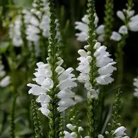 Arborix 6 x Physostegia Virginiana 'Summer Snow' - Scharnierplant pot 9x9cm