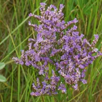 Arborix 6x Limonium vulgare Pot 9x9cm - Zeelavendel, zoutbestendige plant voor natte bodems