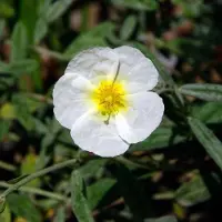 Arborix 6 x Helianthemum 'The Bride' (=Snow Queen) - Zonneroosje pot 9x9cm - Witte bloemen