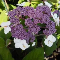 Arborix Hydrangea Aspera Sargentiana - Hortensia 25 - 30 cm in pot