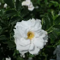 Arborix Rosa 'Blanc Double de Coubert' - Witte Dubbele Bloem Rozenstruik