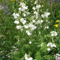 Arborix 6 x Polemonium Caeruleum 'Album' - Jakobsladder pot 9x9cm