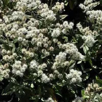 Arborix 6 x Anaphalis Triplinervis - Siberische Edelweiss pot 9x9cm