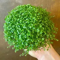 Arborix 6x Soleirolia soleirolii Pot 9x9cm - Ruim assortiment aan prachtige planten