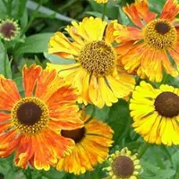Arborix 6 x Helenium 'Waltraut'- Zonnekruid pot 9x9cm