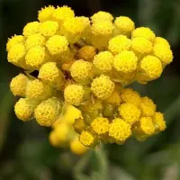 Arborix 6 x Helichrysum Italicum - Currykruid pot 9x9cm - Aromatische Zilverfoliage