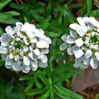 Arborix 6 x Iberis Sempervirens - Scheefkelk pot 9x9cm