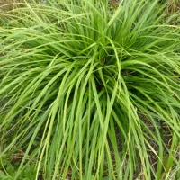 Arborix 6x Carex morrowii 'Mosten' Pot 9x9cm - Prachtig siergras voor in de tuin