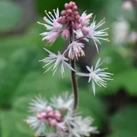 Arborix 6 x Tiarella Cordifolia 'Oakleaf' - Perzische Muts pot 9x9cm