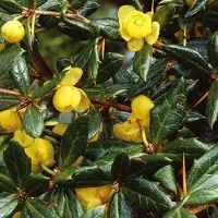 Arborix Berberis Frikartii 'Amstelveen' - Zuurbes - 25-30 cm pot: Compacte, decoratieve struik