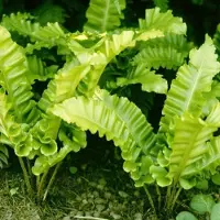 Arborix 6 x Asplenium Scolopendrium Undulata - Tongvaren pot 9x9cm - Groenblijvend, sierlijk blad, schaduwminnend