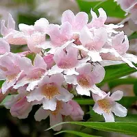 Arborix Kolkwitzia amabilis 'Pink Cloud' - Koninginnenstruik 30-50 cm in pot