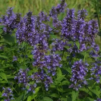 Arborix 6x Nepeta kubanica Pot 9x9cm - Ontdek onze prachtige collectie kattenkruid planten
