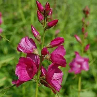 Arborix 6 x Sidalcea Oregana 'Brilliant' - Griekse Malva pot 9x9cm