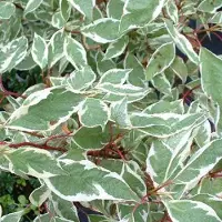Arborix Cornus Alba Ivory Halo - Kornoelje 40-60 cm in pot