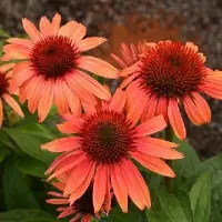Arborix 3 x Echinacea Purpurea 'Sunset' - Zonnehoed pot 9x9cm