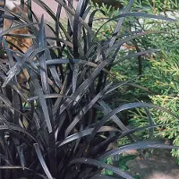 Arborix 3 x Ophiopogon Planiscapus 'Niger' - Slangebaard pot 9x9cm