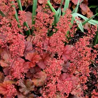 Arborix 6x Heuchera hybrida 'Cherry Cola' Pot 9x9cm - Prachtige planten voor in de tuin