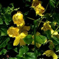 Arborix 6 x Lysimachia Nummularia - Penningkruid pot 9x9cm