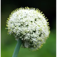 Arborix 6x Allium hybrida 'Mount Everest' Pot 9x9cm - Prachtige witte bloemen voor in de tuin