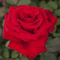 Arborix Rosa 'Graaf Lennart' - Prachtige rozen voor in de tuin