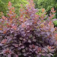 Arborix Cotinus dummeri 'Grace' 40-60cm - Pruikenboom, spectaculaire struik met roodpaars blad en prachtige herfstkleuren