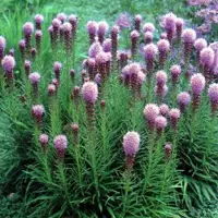 Arborix 6 x Liatris Spicata 'Kobold' - Lampepoetser pot 9x9cm