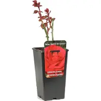 Arborix Rosa 'Dame de Coeur' - Grootbloemige roos, Pot 3.5L, 40 cm: Grote, dieprode bloemen met een fluweelachtige textuur.