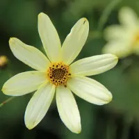 Arborix 6 x Coreopsis Verticillata 'Moonbeam' - Meisjesogen pot 9x9cm, langbloeiend en sierlijk