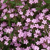 Arborix 6 x Saponaria Ocymoides - Zeepkruid Pot 9x9 cm - Roze Zomerbloeier