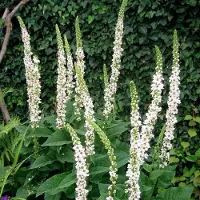 Arborix 6 x Verbascum Nigrum Album - Toorts pot 9x9cm