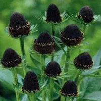 Arborix 3 x Rudbeckia Occidentalis 'Black Beauty' - Zonnehoed pot 9x9cm