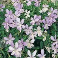 Arborix 6 x Viola 'Boughton Blue' - Hoornviooltje Pot 9x9 cm - Blauwbloeiende Viooltjes