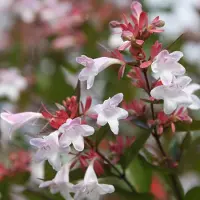 Arborix Abelia Grandiflora - Abelia 25-30 cm in pot