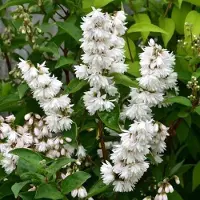 Arborix Deutzia Crenata 'Pride Of Rochester' - Bruidsbloem - 60-80 cm in pot: Struik met dubbele witte bloemen, rijkbloeiend.