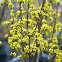 Arborix Cornus mas - Gele Kornoelje - 40-60 cm in pot: Struik met vroege gele bloemen in de lente en eetbare rode vruchten.