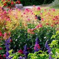 Arborix Borderpakket Kleurrijk 5 m² - 45 vaste planten: Diverse kleurrijke tuinmix
