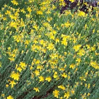 Arborix 6 x Hypericum Olympicum - Hertshooi pot 9x9cm
