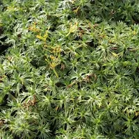 Arborix 6 x Azorella Trifurcata - Azorelle pot 9x9cm - Kussenvormende bodembedekker