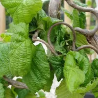 Arborix Corylus Avellana 'Contorta' - Krulhazelaar;Kronkelhazelaar 40-60 cm pot