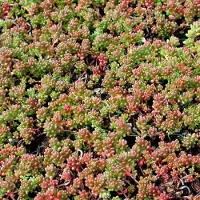 Arborix 6 x Sedum Album 'Coral Carpet' - Vetkruid pot 9x9cm