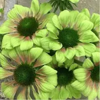 Arborix 3 x Echinacea Purpurea 'Green Envy' - Zonnehoed pot 9x9cm