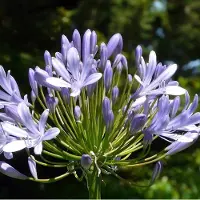 Arborix 6x Agapanthus hybrida 'Donau' Pot 9x9cm - Prachtige blauwe bloemen voor in de tuin
