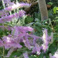 Arborix Elsholtzia Stauntonii - Elsholtzia 30-40 cm in pot