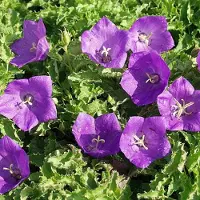 Arborix 6 x Campanula Carpatica 'Blue Clips' - Karpatenklokje pot 9x9cm, blauw bloeiend en compact