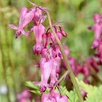 Arborix 6 x Dicentra Eximia 'Stuart Boothman' - Gebroken Hartje pot 9x9cm