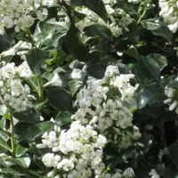 Arborix Escallonia 'Iveyi' - Escallonia 40-50 cm in pot