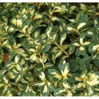 Arborix Euonymus Fortunei 'Sunspot' - Kardinaalsmuts - 20-30 cm in pot: Struik met opvallende gele vlekken in het midden van de groene bladeren.